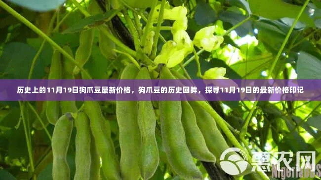 狗爪豆的历史回眸与最新价格印记，探寻11月19日的市场动态