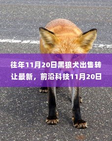 前沿科技引领生活，智能护卫犬黑狼犬全新登场