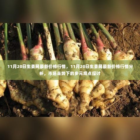 11月20日生姜网价格行情解析，市场走势与多元观点探讨