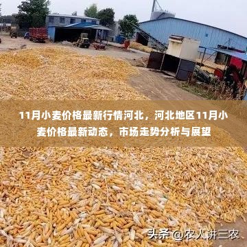 河北地区11月小麦价格行情分析与展望，最新动态与市场走势