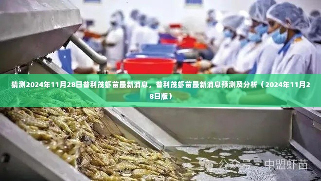 普利茂虾苗最新消息预测及分析，聚焦2024年11月28日的最新动态