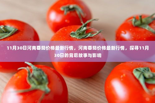 河南番茄价格最新行情揭秘，探寻背后的故事与影响（11月30日）