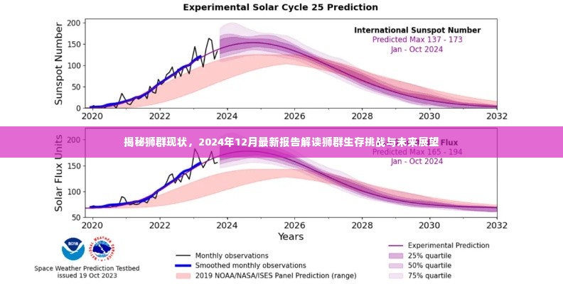 揭秘狮群现状，生存挑战与未来展望（最新报告解读，2024年12月）