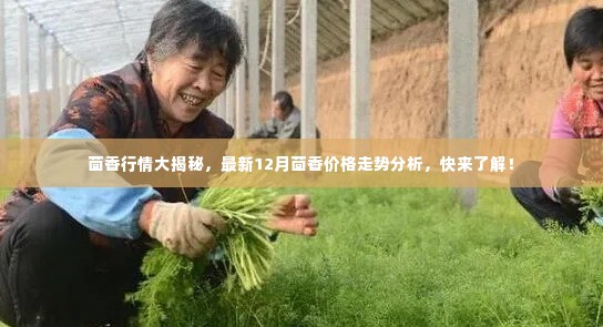 茴香行情深度解析，最新12月价格走势及市场洞察