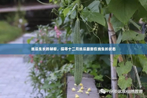 探寻十二月丝瓜生长的秘密，最新在线生长状态解析