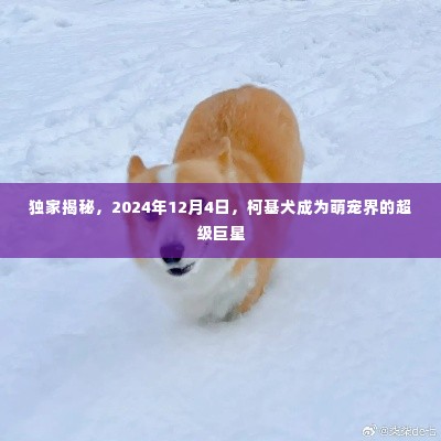 独家揭秘，柯基犬在2024年12月4日成为萌宠界超级巨星的光辉时刻