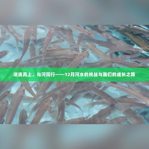 逆流而上，与河共舞——面对十二月河水挑战的成长之旅