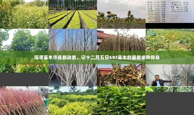 探寻苗木市场新动态，最新求购信息解析与苗木市场动态观察