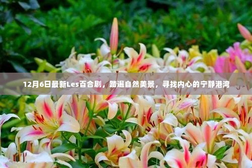 最新Les百合剧，踏遍自然美景，探寻内心宁静港湾（12月6日）