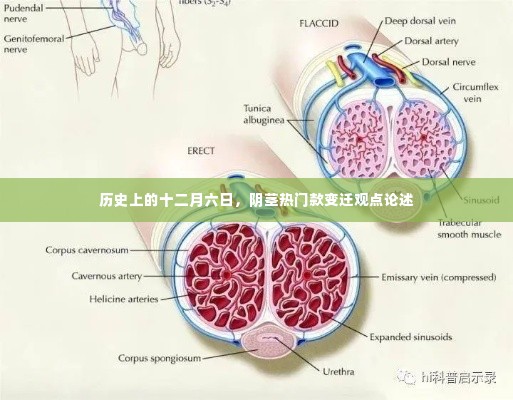 历史上的十二月六日，阴茎热门款变迁深度解析