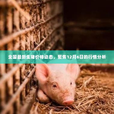 全国最新生猪价格动态解析，聚焦行情分析，洞悉市场趋势（12月6日）