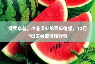 阜新探秘，小巷西瓜情缘与12月9日秘密价格行情