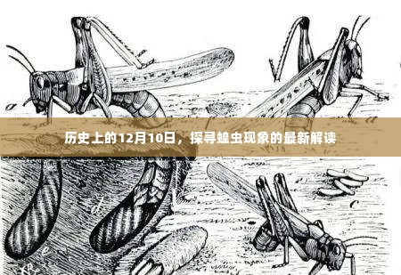 历史上的蝗虫现象，探寻最新解读的启示日——12月10日