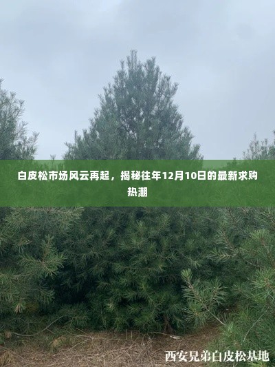 白皮松市场风云再起，揭秘最新求购热潮背后的故事