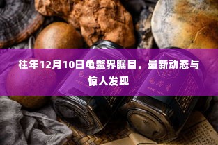 往年12月10日龟鳖界的瞩目焦点，最新动态与惊人发现揭秘