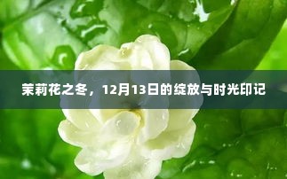 茉莉花之冬，时光印记下的绽放与印记（12月13日）