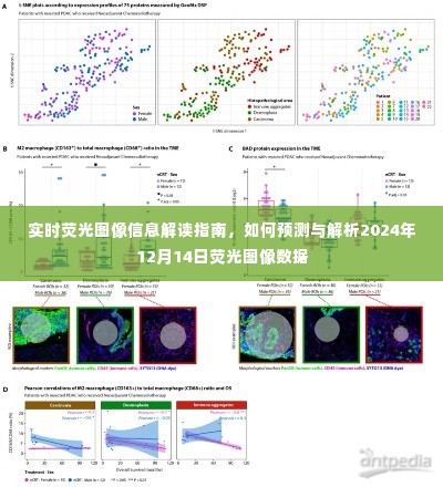 实时荧光图像信息解读指南，预测与解析未来荧光图像数据（针对2024年12月14日）