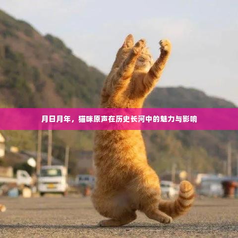 猫咪魅力与影响，穿越历史长河的原声印记