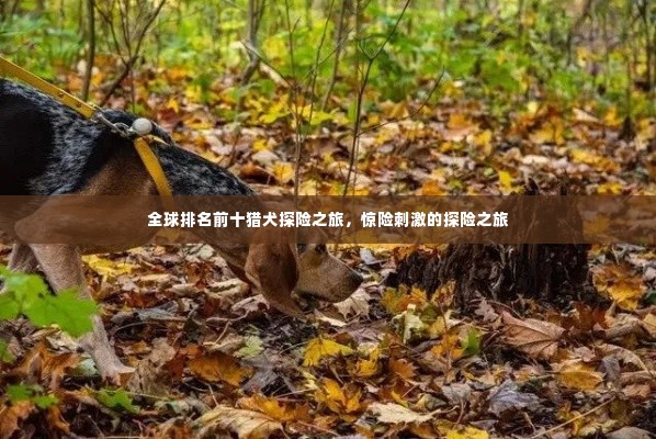 全球排名前十猎犬探险之旅，惊险刺激的探险之旅