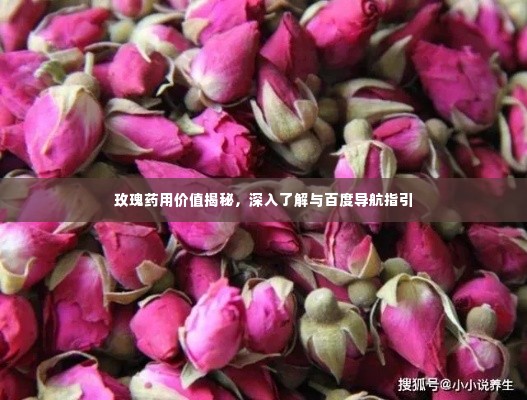 玫瑰药用价值揭秘，深入了解与百度导航指引