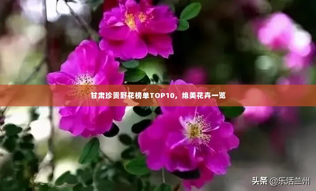 甘肃珍贵野花榜单TOP10，绝美花卉一览