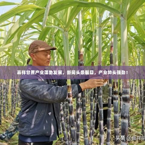 嘉祥甘蔗产业蓬勃发展，新闻头条瞩目，产业势头强劲！