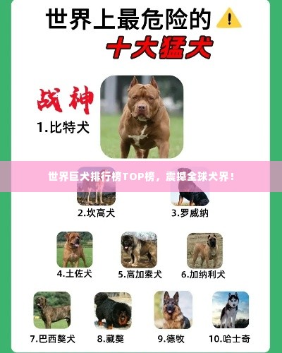世界巨犬排行榜TOP榜，震撼全球犬界！