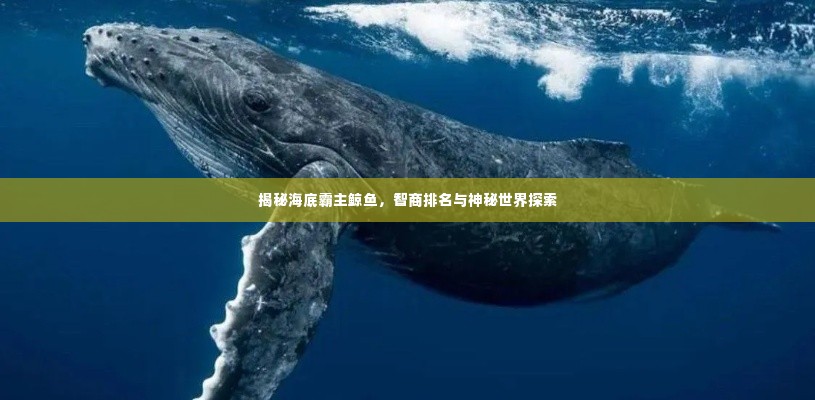 揭秘海底霸主鲸鱼，智商排名与神秘世界探索
