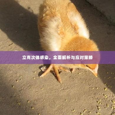 立克次体感染，全面解析与应对策略