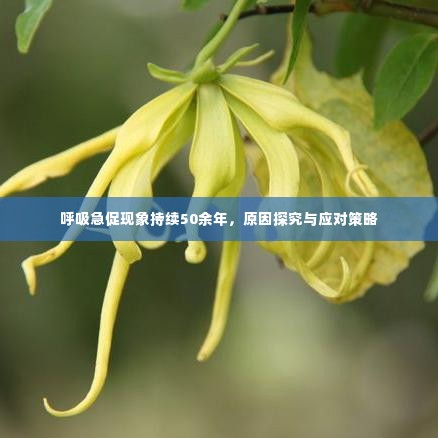 呼吸急促现象持续50余年，原因探究与应对策略