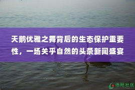 天鹅优雅之舞背后的生态保护重要性，一场关乎自然的头条新闻盛宴