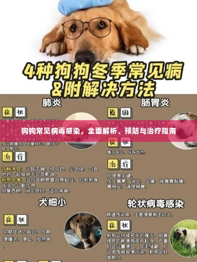 狗狗常见病毒感染，全面解析、预防与治疗指南