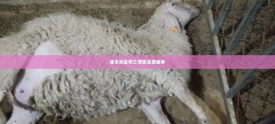 绵羊突发死亡原因深度解析