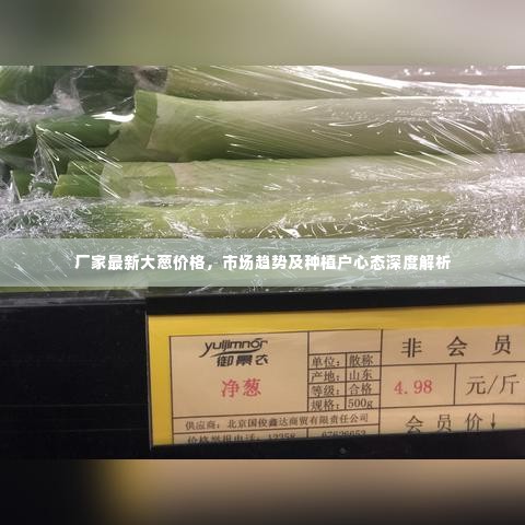 厂家最新大葱价格，市场趋势及种植户心态深度解析