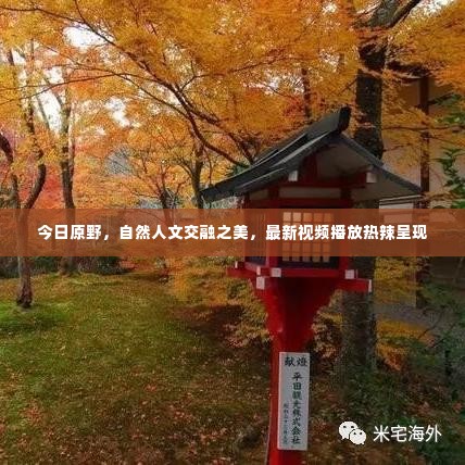 今日原野，自然人文交融之美，最新视频播放热辣呈现