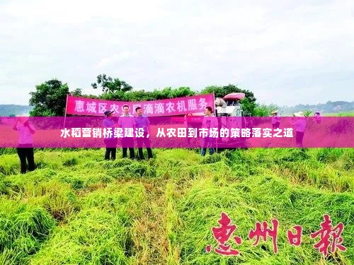 水稻营销桥梁建设，从农田到市场的策略落实之道