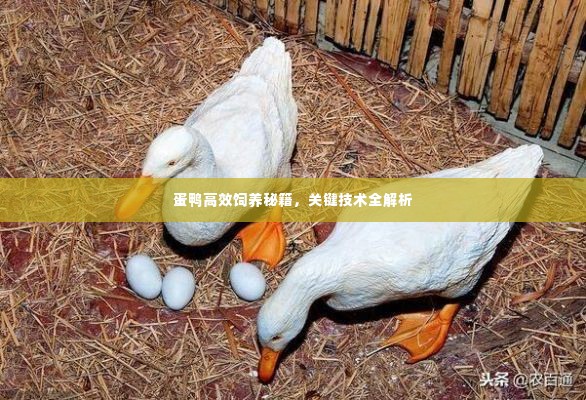 蛋鸭高效饲养秘籍，关键技术全解析