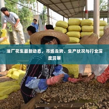 油厂花生最新动态，市场走势、生产状况与行业深度洞察