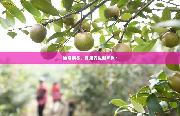 油茶飘香，健康养生新风尚！