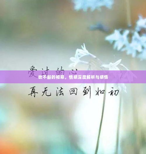 吹不断的相思，情感深度解析与感悟