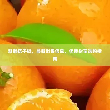 移栽桔子树，最新出售信息，优质树苗选购指南