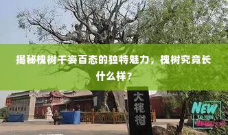 揭秘槐树千姿百态的独特魅力，槐树究竟长什么样？